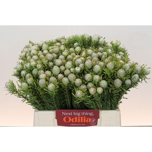 Leucadendron Ayoba Jade Pearl