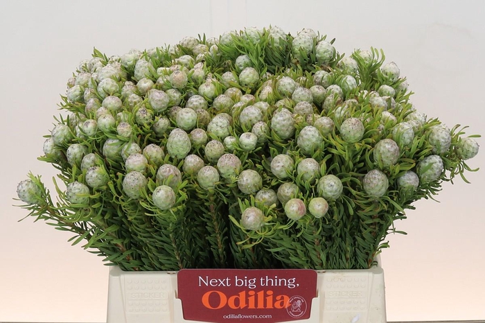 <h4>Leucadendron Ayoba Jade Pearl</h4>