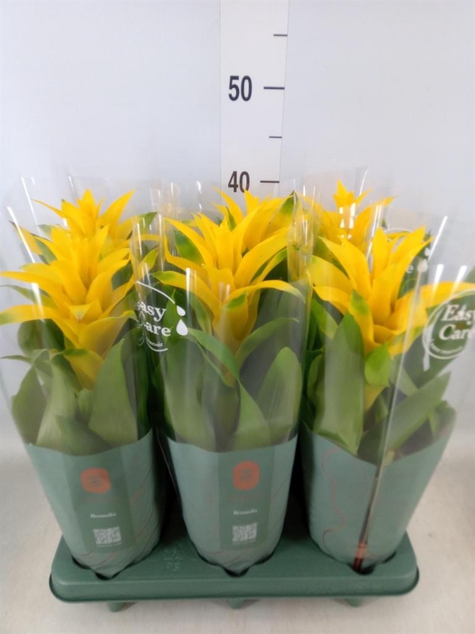 <h4>Guzmania  'Diana'</h4>