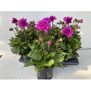 DAHLIA HYP LAVENDER