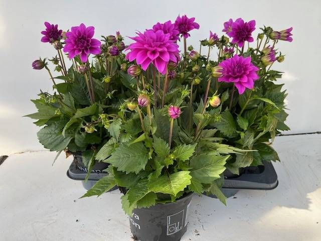 <h4>DAHLIA HYP LAVENDER</h4>