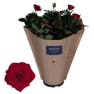 Nolina Palace Ø 17 cm Red Paper sleeve