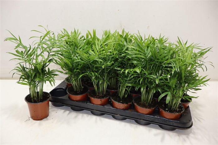 <h4>arr8 Chamaed Elegans</h4>