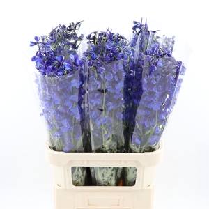 Delphinium Enkel Deldonna Blue