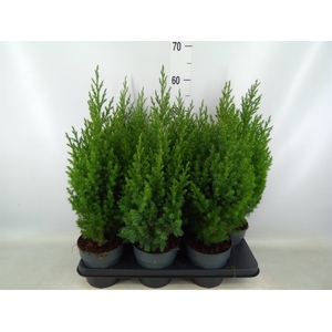 Juniperus chinensis 'Stricta'