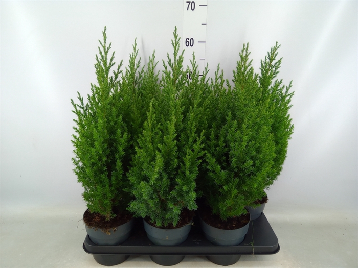 <h4>Juniperus chinensis 'Stricta'</h4>