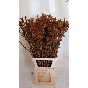 Prunus Serrulata P Stem