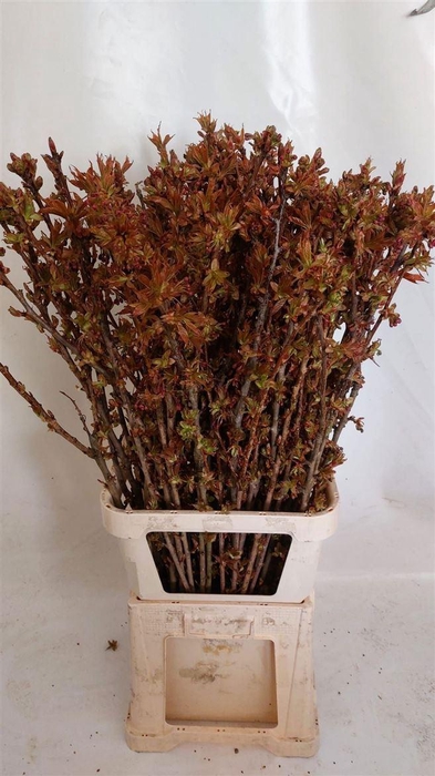 <h4>Prunus Serrulata P Stem</h4>