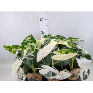 Alocasia   ...