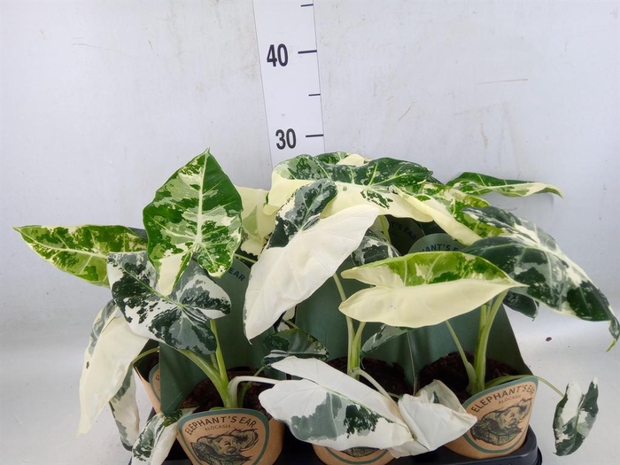 <h4>Alocasia   ...</h4>