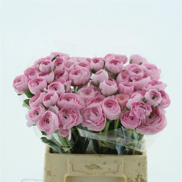 <h4>Ran Su Hanoi Light Pink Extra</h4>