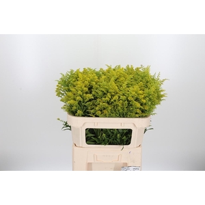 Solidago Tara
