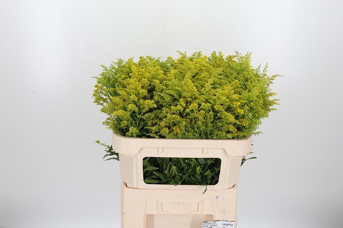 <h4>Solidago Tara</h4>