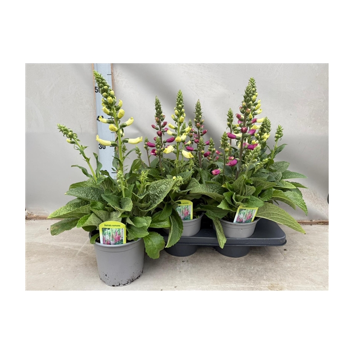 <h4>Digitalis mix</h4>