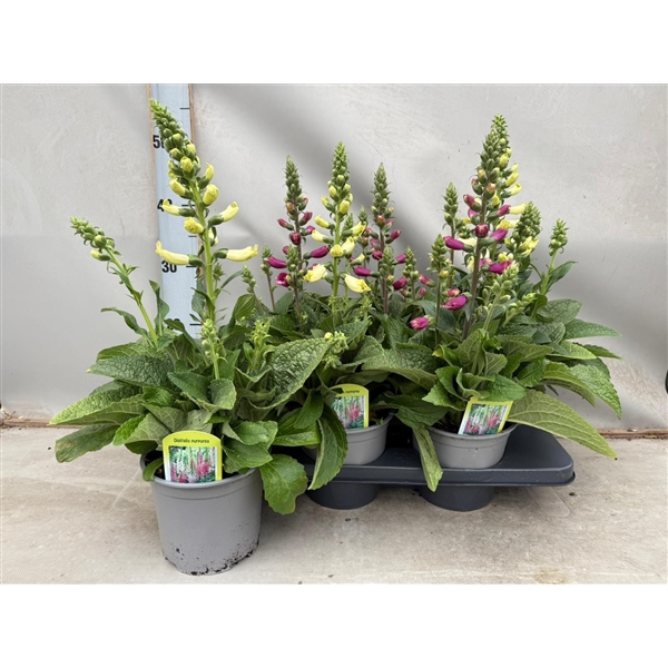 Digitalis mix