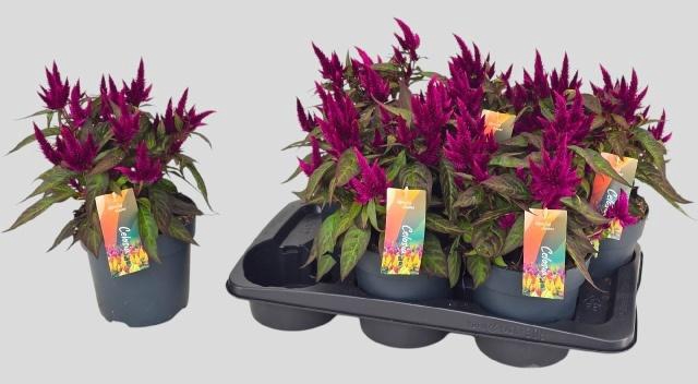 <h4>CEL PL KELOS AT D P</h4>