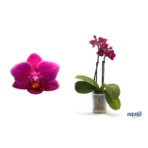 Phal Tiny Dolls Paars 2T10+ Aqu@