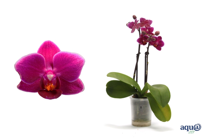 <h4>Phal Tiny Dolls Purple Princess 2T10+ Aqu@</h4>