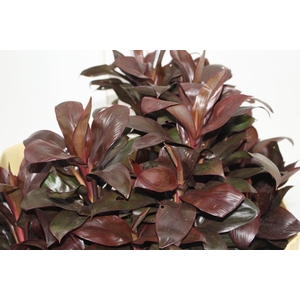 FOLHAGEM DRACENA BABY CHOCOLATE