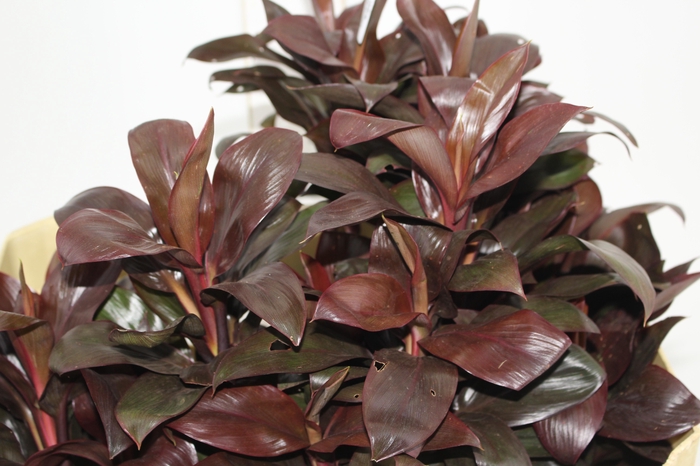 <h4>FOLHAGEM DRACENA BABY CHOCOLATE</h4>