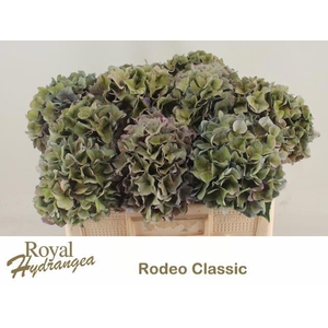 HYDR M CH RODEO CL