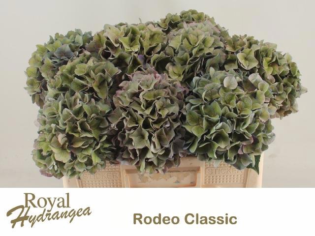 <h4>HYDR M CH RODEO CL</h4>
