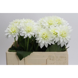 Dahlia Karma M. Zwaan