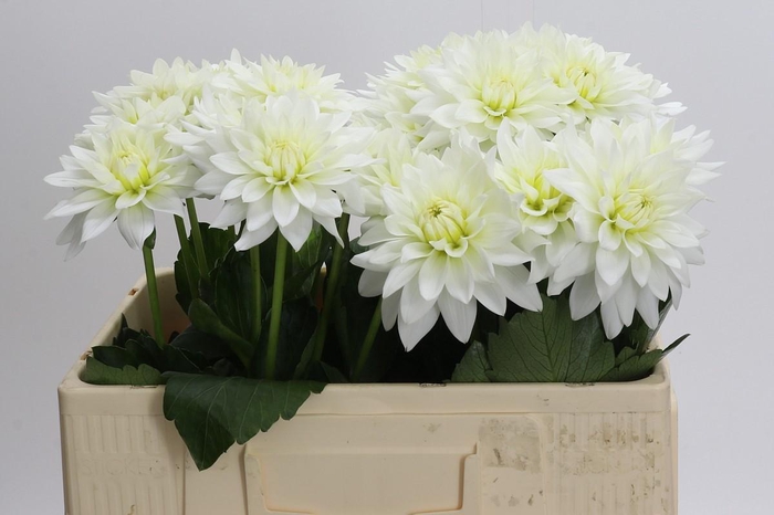 <h4>Dahlia Karma M. Zwaan</h4>