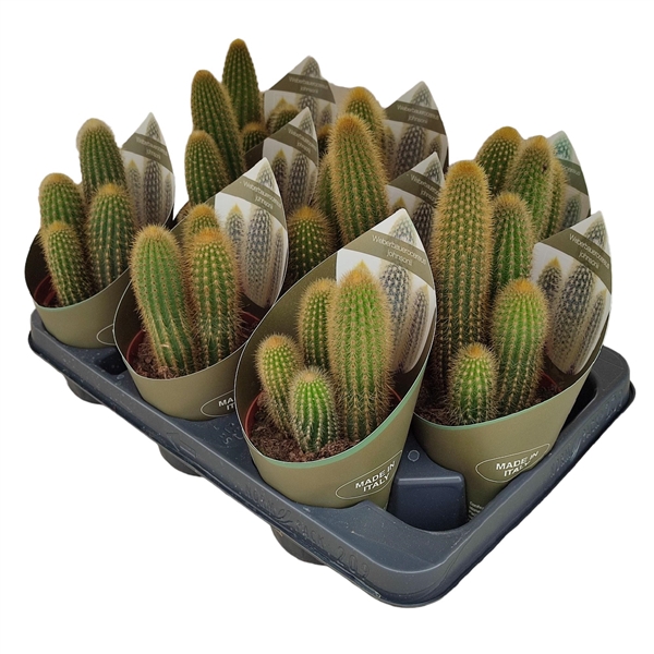 <h4>WEBERBAUEROCEREUS JHONSONII - POT Ø 10,5 WITH POTCOVER (CACTUS)</h4>