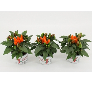 Capsicum Annuum 'Favorit Orange'