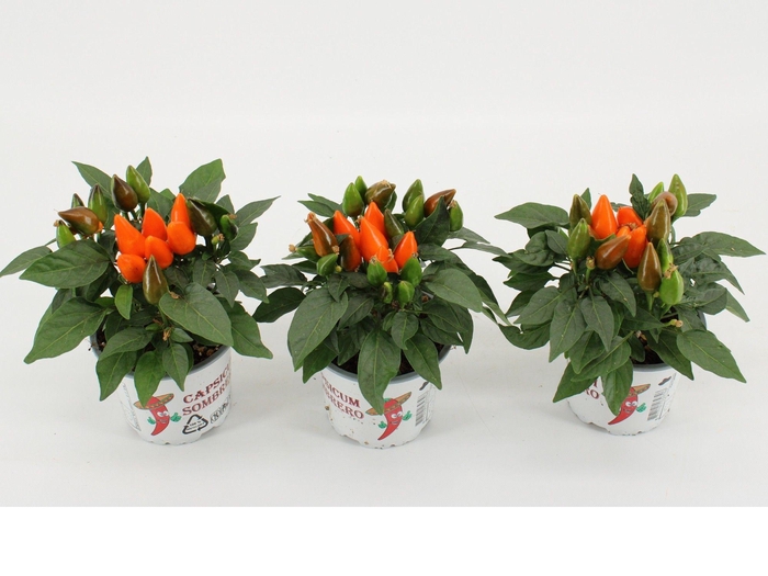 <h4>Capsicum Annuum 'Favorit Orange'</h4>