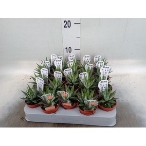 Haworthia fasciata 'Big Band'