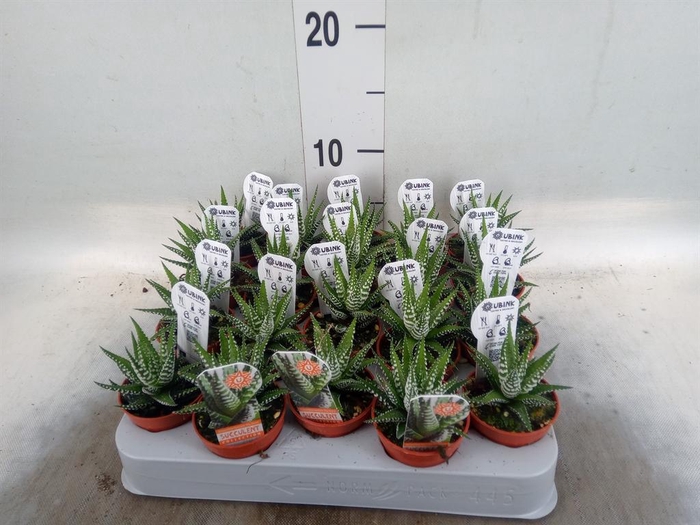<h4>Haworthia fasciata 'Big Band'</h4>