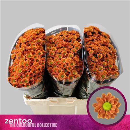 <h4>Chr S Insta</h4>