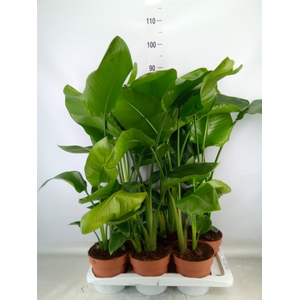 Strelitzia nicolai