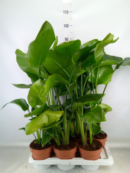 <h4>Strelitzia nicolai</h4>