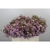 Chamelaucium Dancing Queen