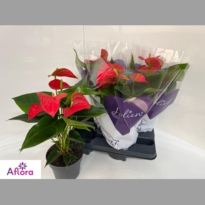 ANTHU AN BAMBINO RED