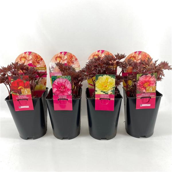 <h4>Paeonia 26CM 7L Itoh mix</h4>