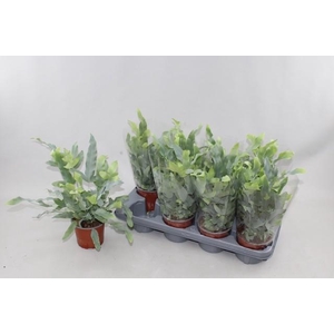 PHLEBO A BLUE STAR P12