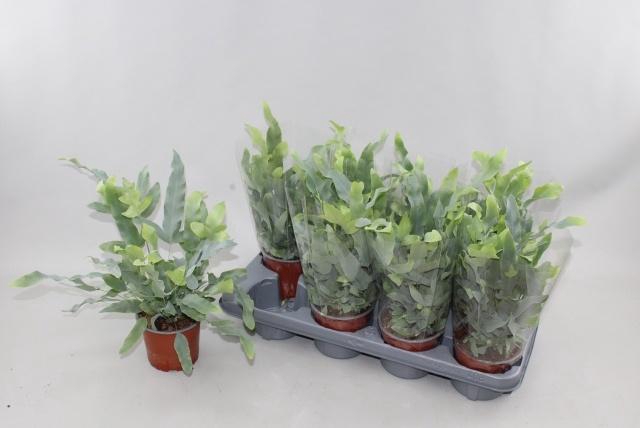 <h4>PHLEBO A BLUE STAR</h4>