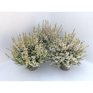 Erica gracilis white