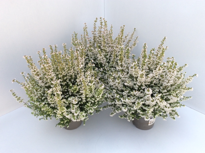 <h4>Erica gracilis white</h4>