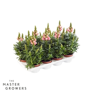 Antirrhinum Majus roze