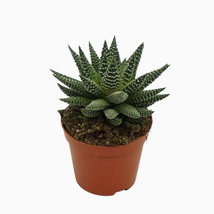 <h4>Haworthia</h4>