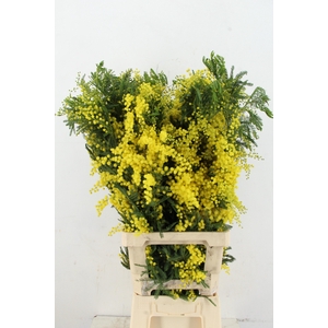 ACACIA MIMOSA MIRANDOL PER STEM