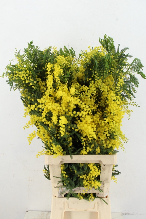 <h4>ACACIA MIMOSA MIRANDOL PER STEM 090CM</h4>