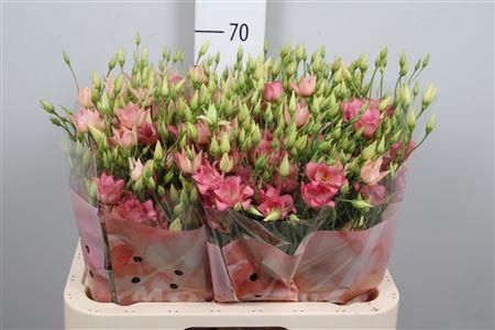 <h4>Eus G Botanic Apricot</h4>