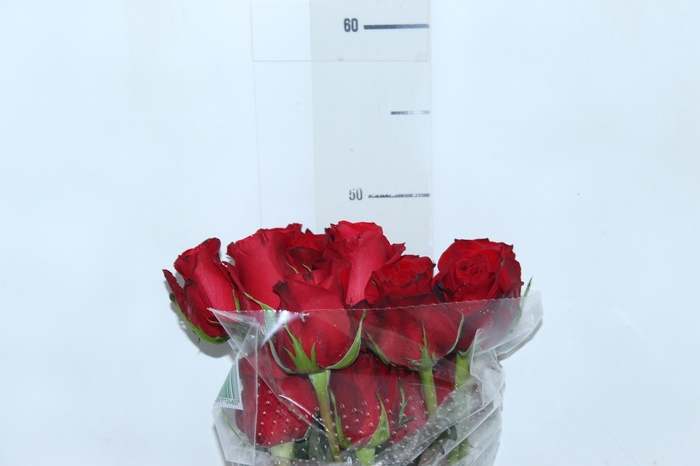 <h4>ROSA FREEDOM 050 CM ESTUFA</h4>
