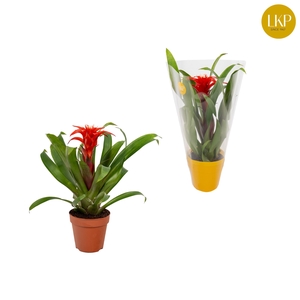 Guzmania Confetti Rood (Met Hoes)
